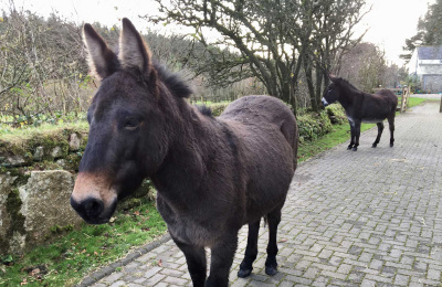 Molly the mule in Cornwall