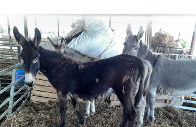 The donkeys shared a dirty pen
