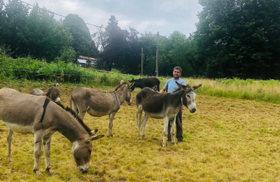 Five of the rehomed French donkeys.