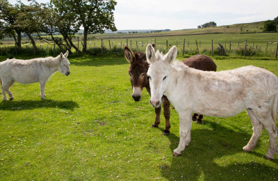 Snowy, Gilly and Holly in the care of The Donkey Sanctuary
