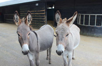 Lilybee and Patricia at The Donkey Sanctuary Ireland
