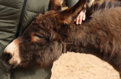 Donkey snuggling woman at Birmingham showcase session
