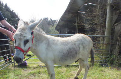 Spike the donkey with an RSPCA investigator