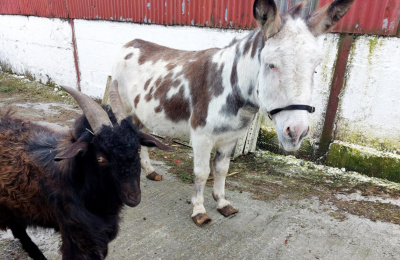 Rescued donkey and goat in Ireland