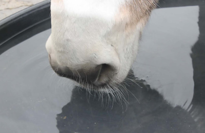 Image of donkey's muzzle drinking from a water container
