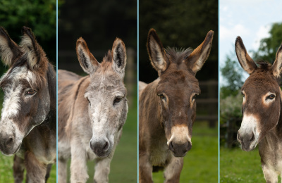 Retiring adoption donkeys Henry, Tiny Tim, Shock and Cisco.