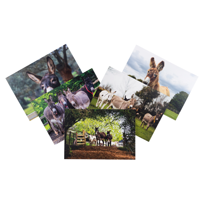 Donkey Sanctuary Greetings Cards