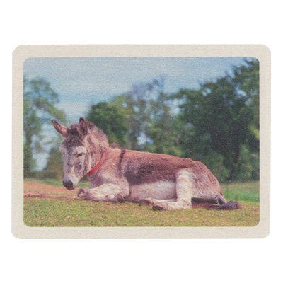 Ross the Donkey Wooden Magnet