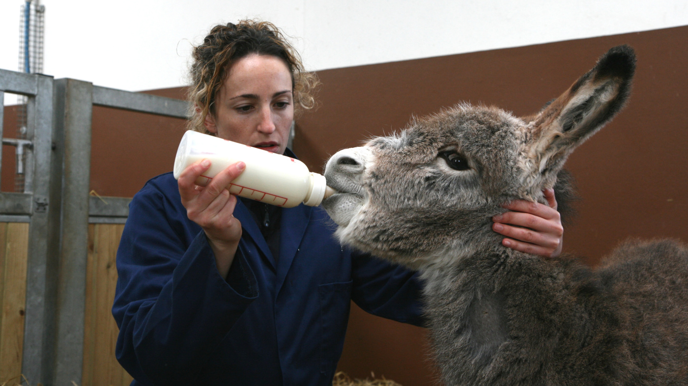 Ashley, orphaned foal, being bottle fed