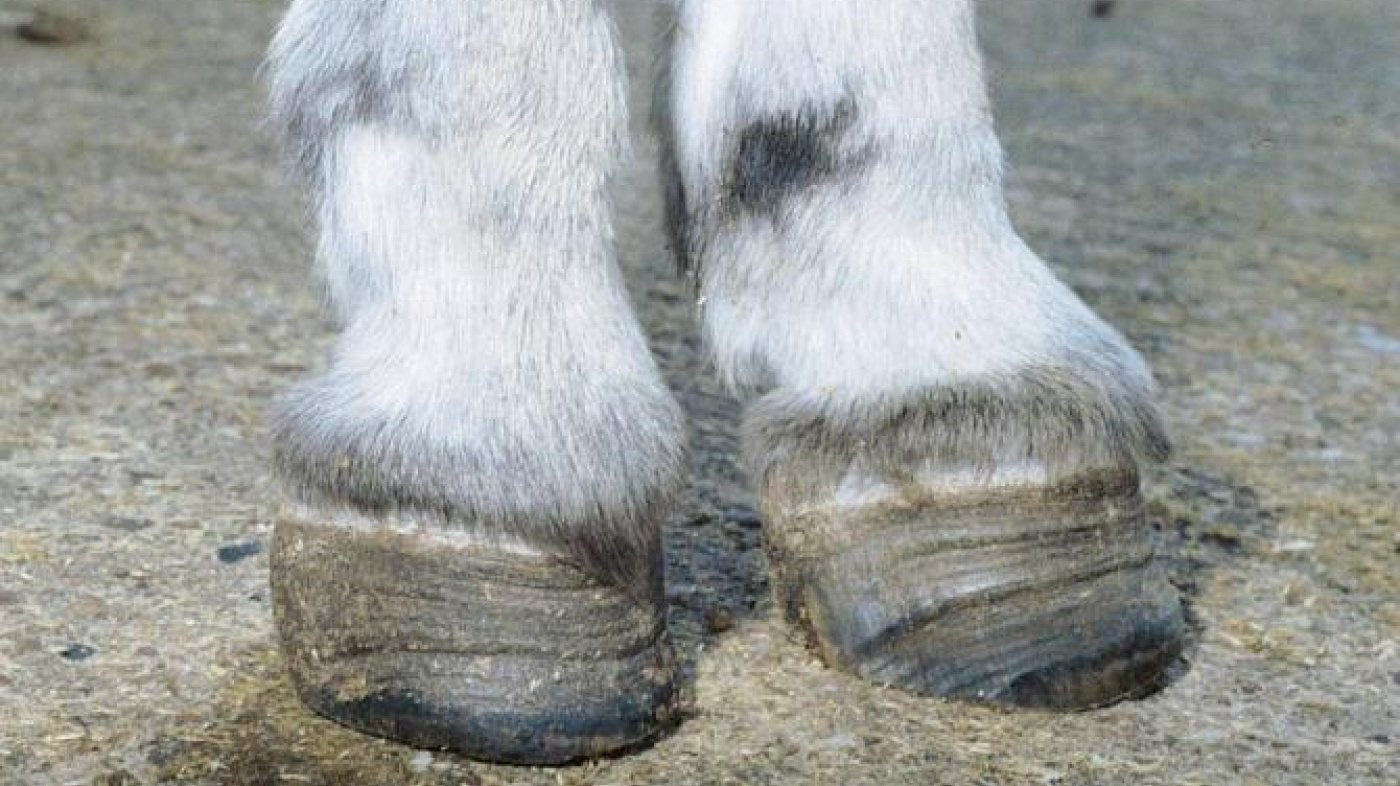 Laminitis in donkey - rings of abnormal hoof tissue which diverge towards the heels