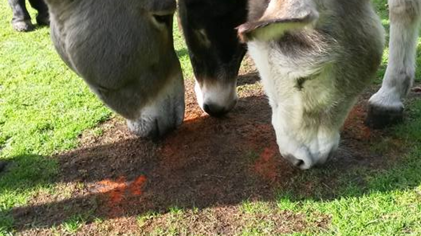 Donkey enrichment - smelling spices
