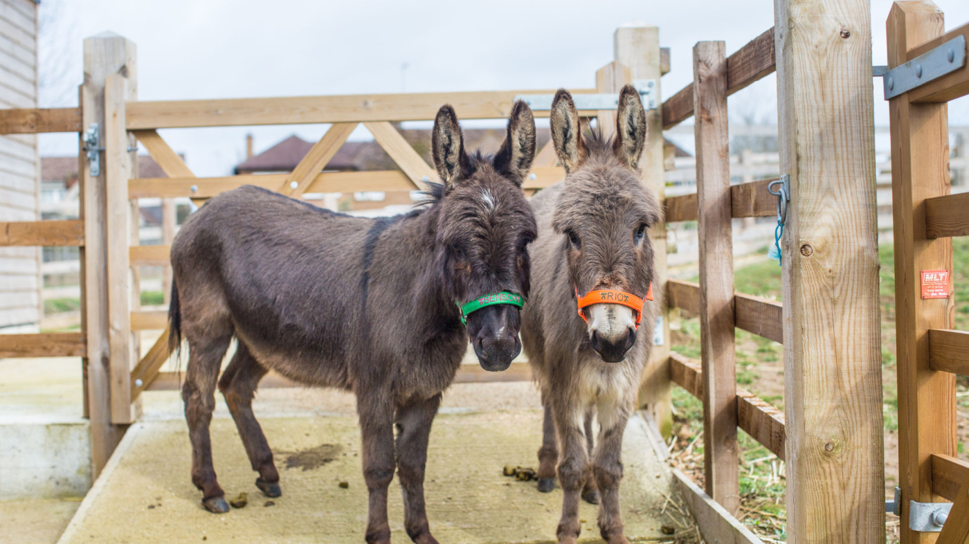 Miniature donkeys Benson and Rio