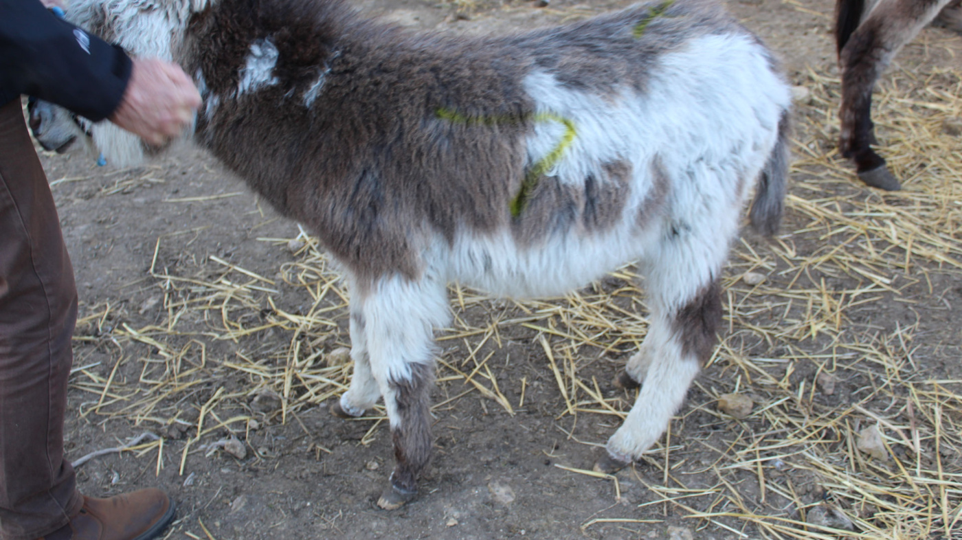 Blue's foal at North East smallholding