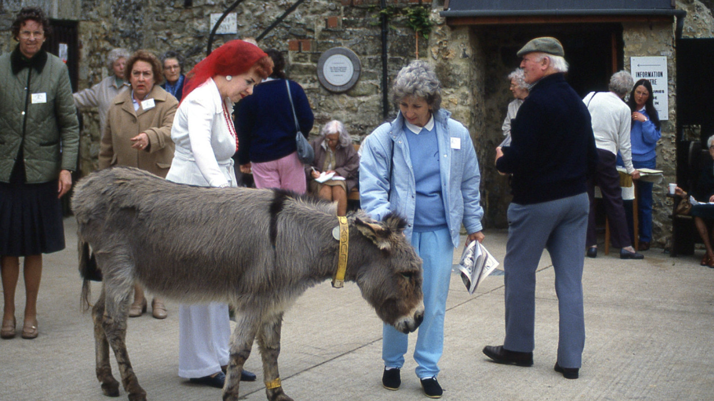 Archive donkey week photo of donkey on main yard