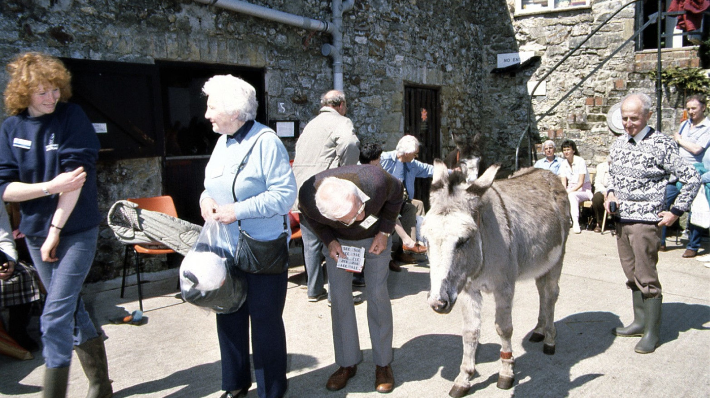 Archive donkey week photo on main yard