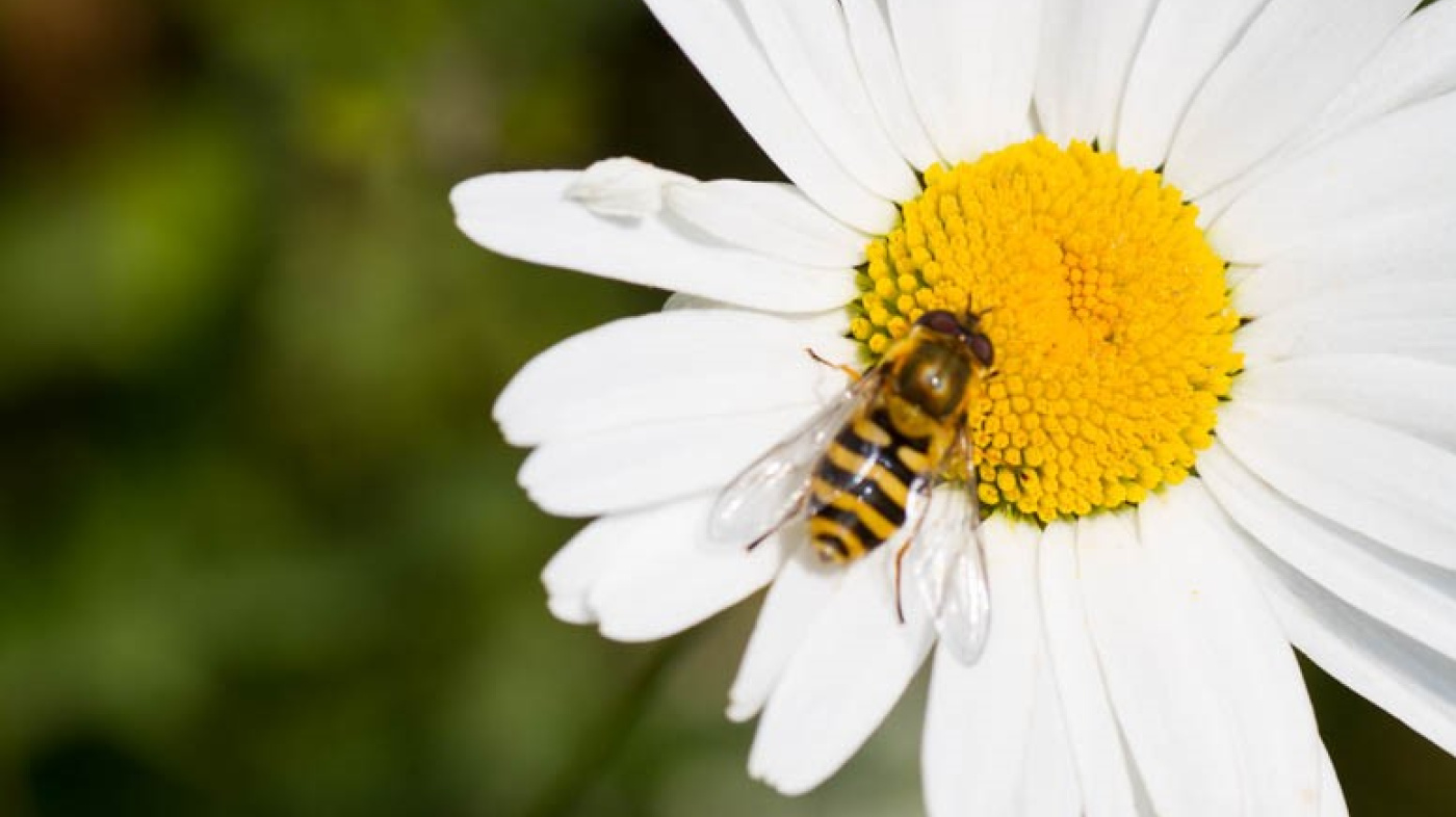 Hoverfly on Oxeye daisy