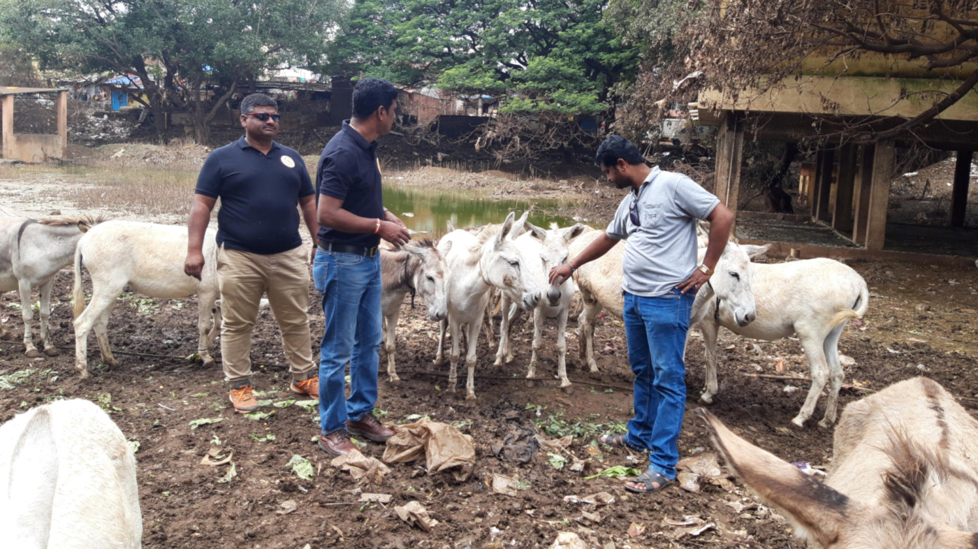 Members of the DSWA examine donkeys affected by Indian floods, Sangli