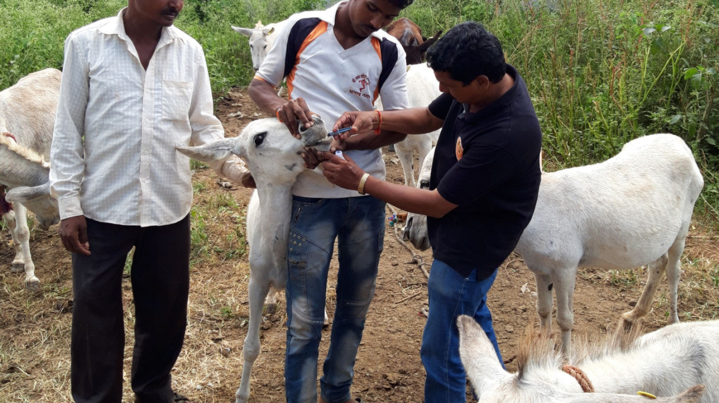 Medicine administered to foal from India floods, Subash Nagar
