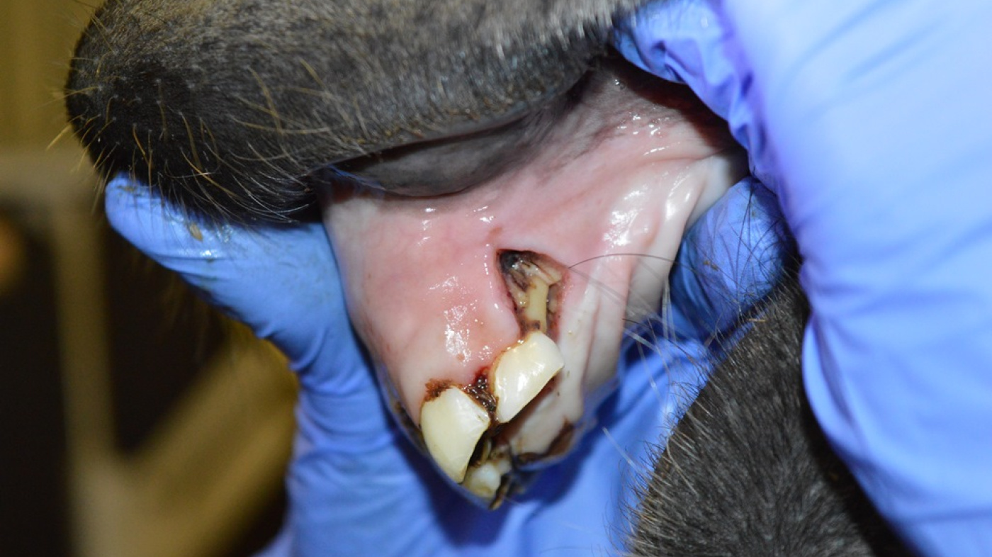 Partlan's oblique maxillary incisors