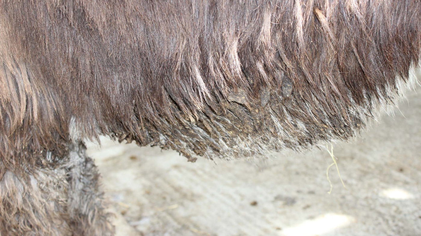 Matted fur on a donkey's belly