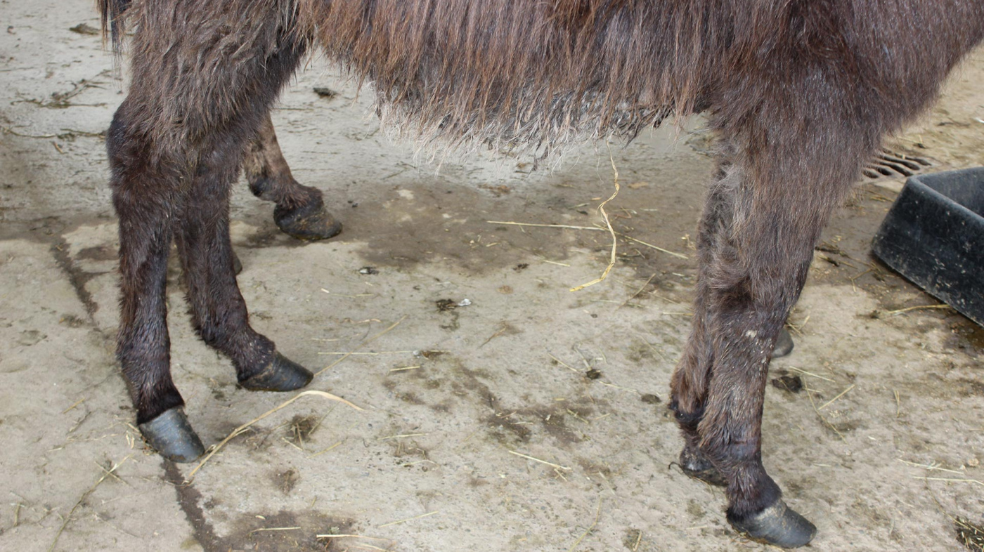 Ireland rescue overgrown hooves 