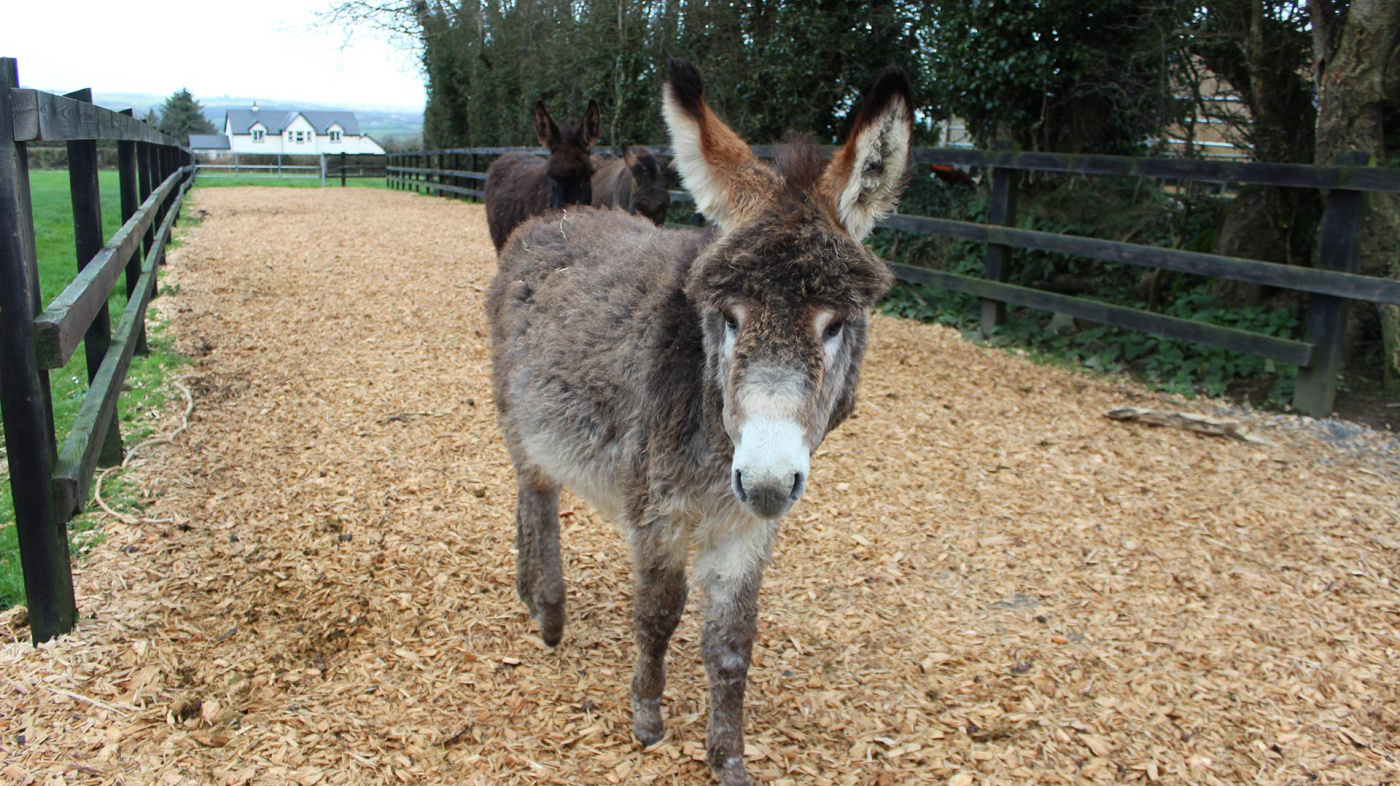 Young donkey Bugsy on track at Hannigan's Farm, Ireland