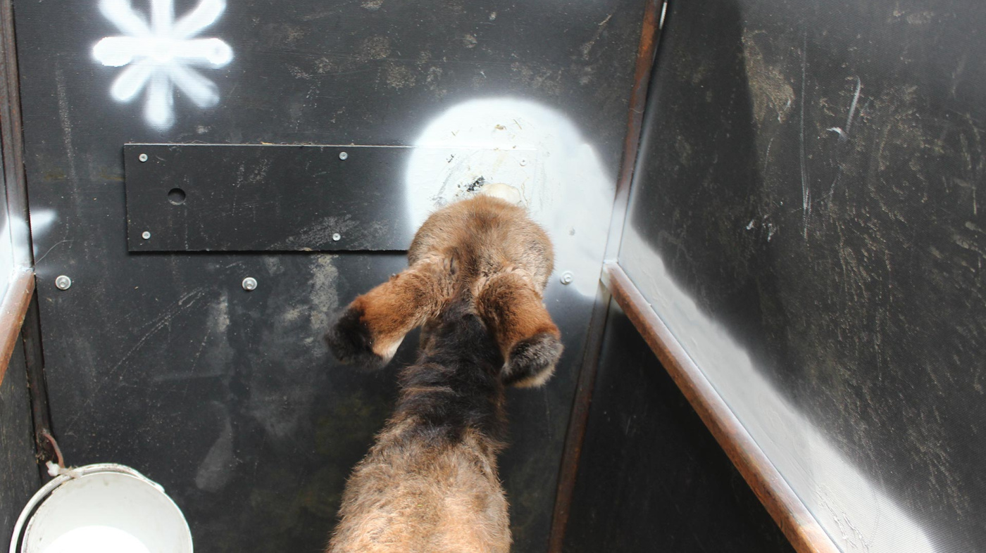 Bugsy drinking from automated milk feeder