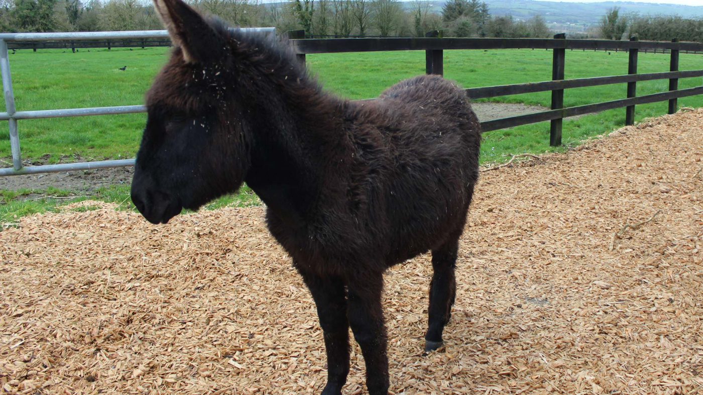 Young donkey Roy on track at Hannigan's Farm, Ireland