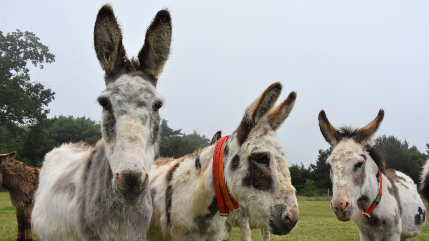 3 donkeys at Trow