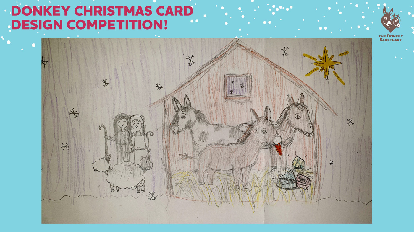 Sasha's highly commended Christmas card competition entry, showing a nativity scene of shepherds with their sheep outside a barn filled with three donkeys and gifts from the three wise men