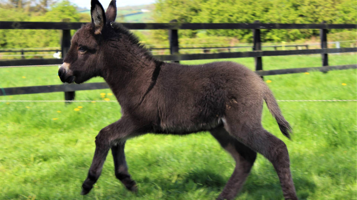 Lockie the foal born on Easter Monday 2020