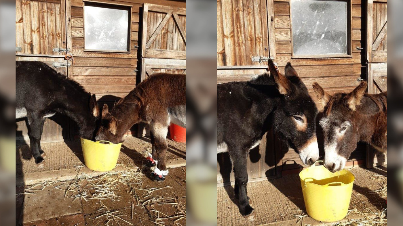 Marian and Max the donkeys eating together 