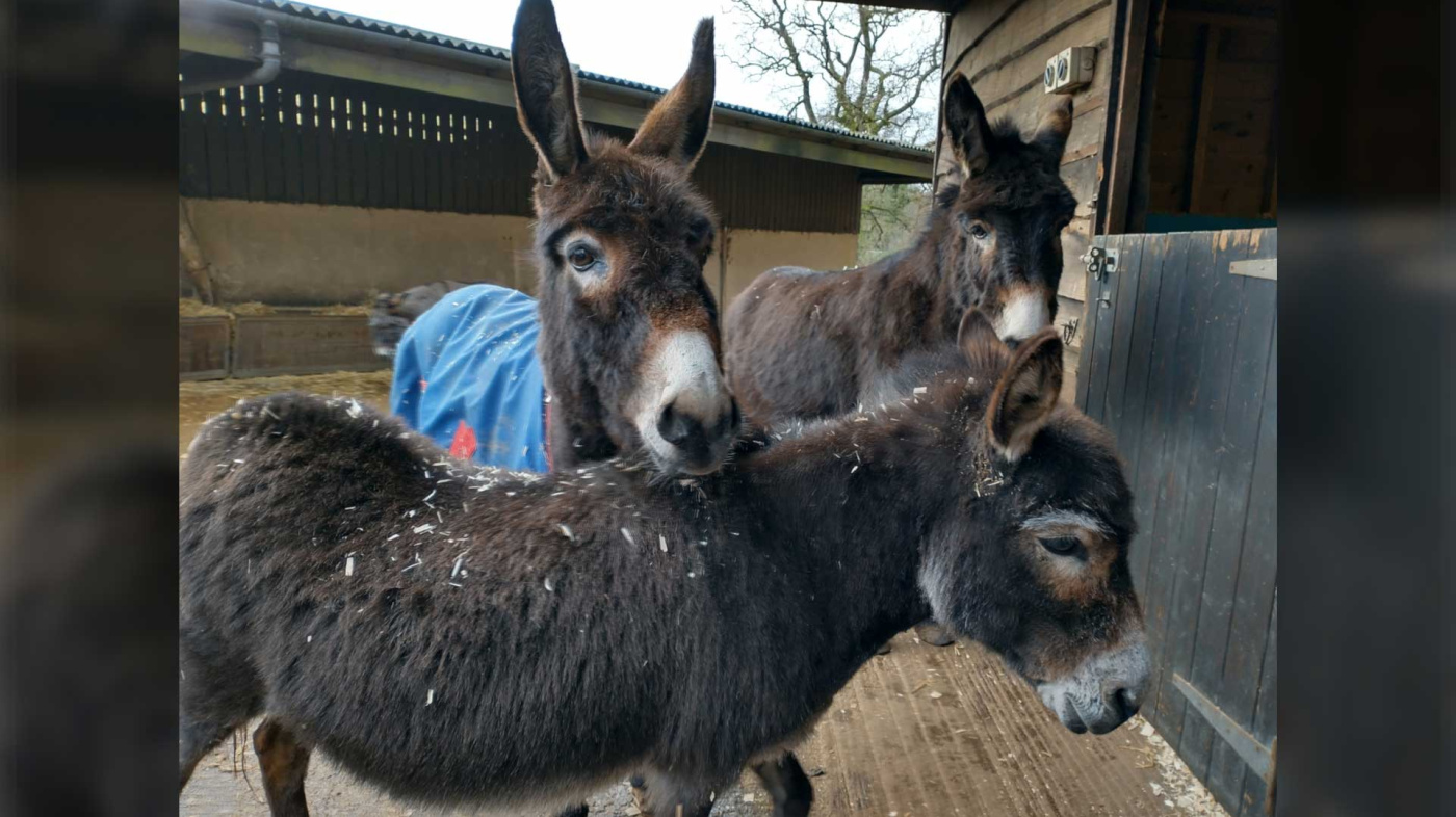 Lily has made new friends, including Faith the miniature donkey