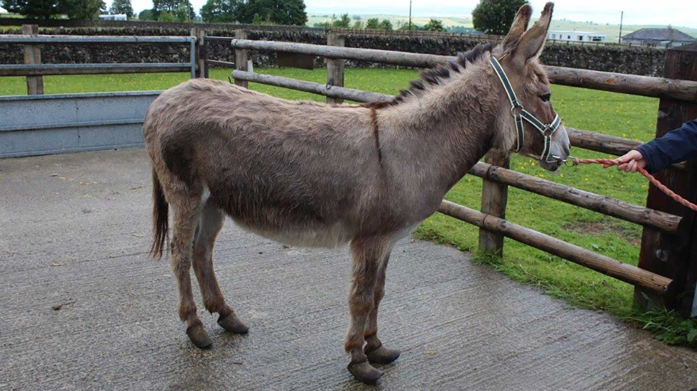 Jasmine with overgrown hooves at rescue site