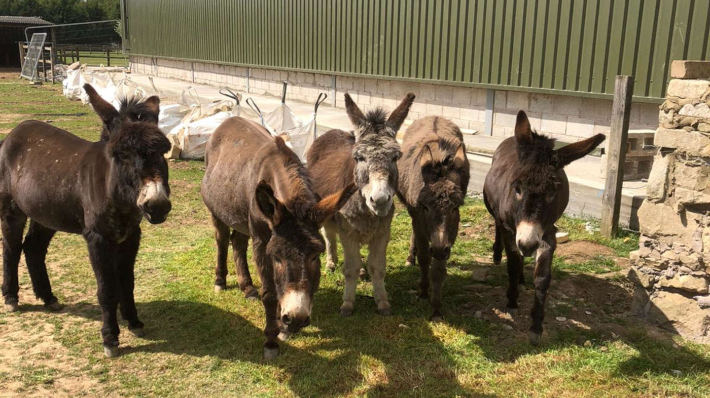 Guardian donkeys outside their state of the art new barn