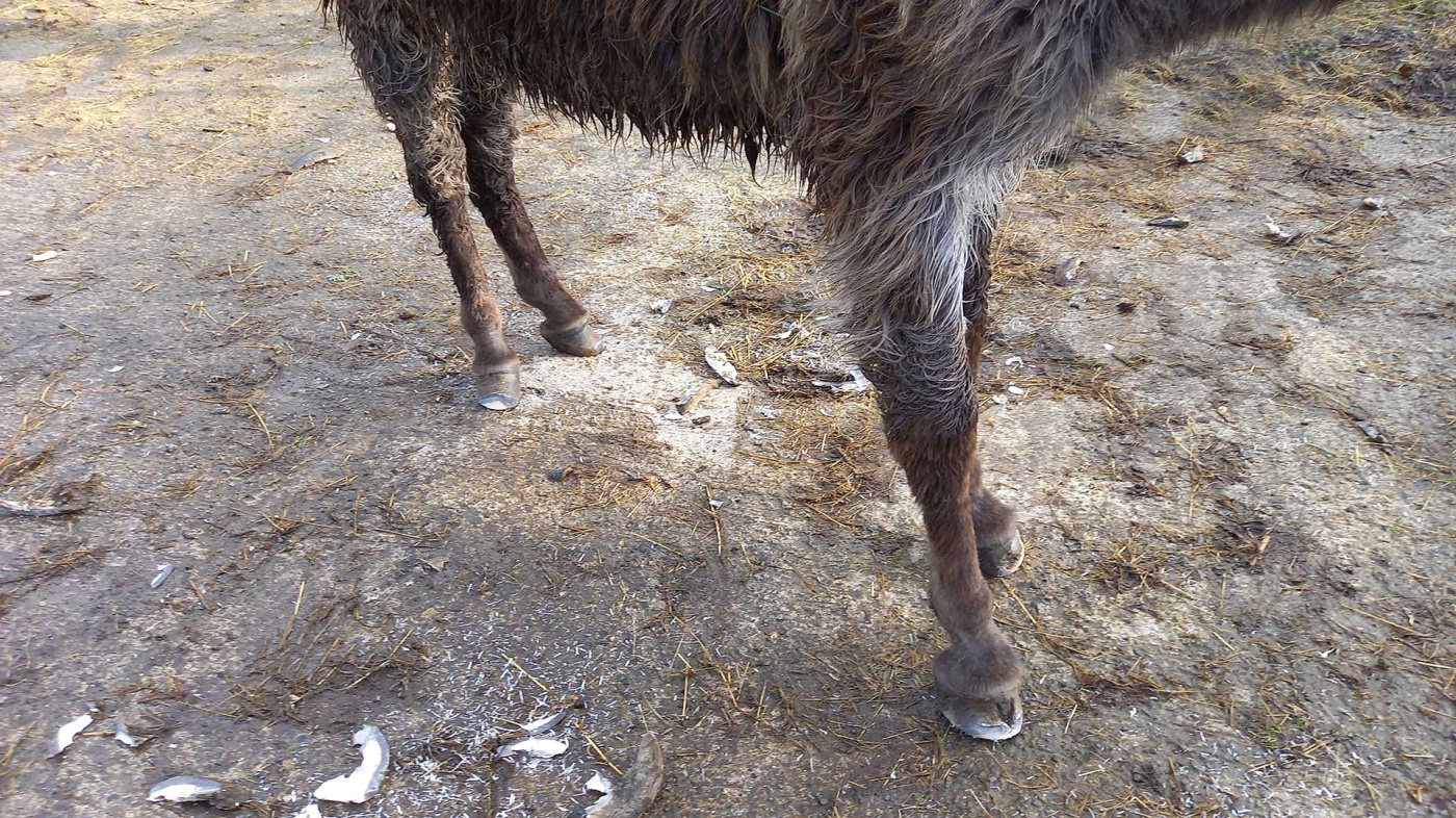 The marshland donkey's hooves were carefully pared