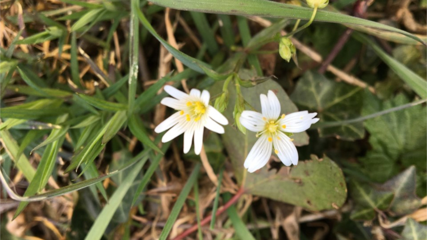 Greater Stitchwort 2, Wildflowers at Sidmouth