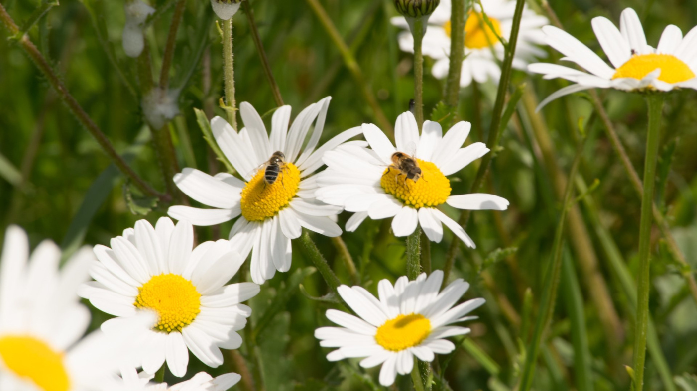Oxeye Daisy, wildflowers at Sidmouth