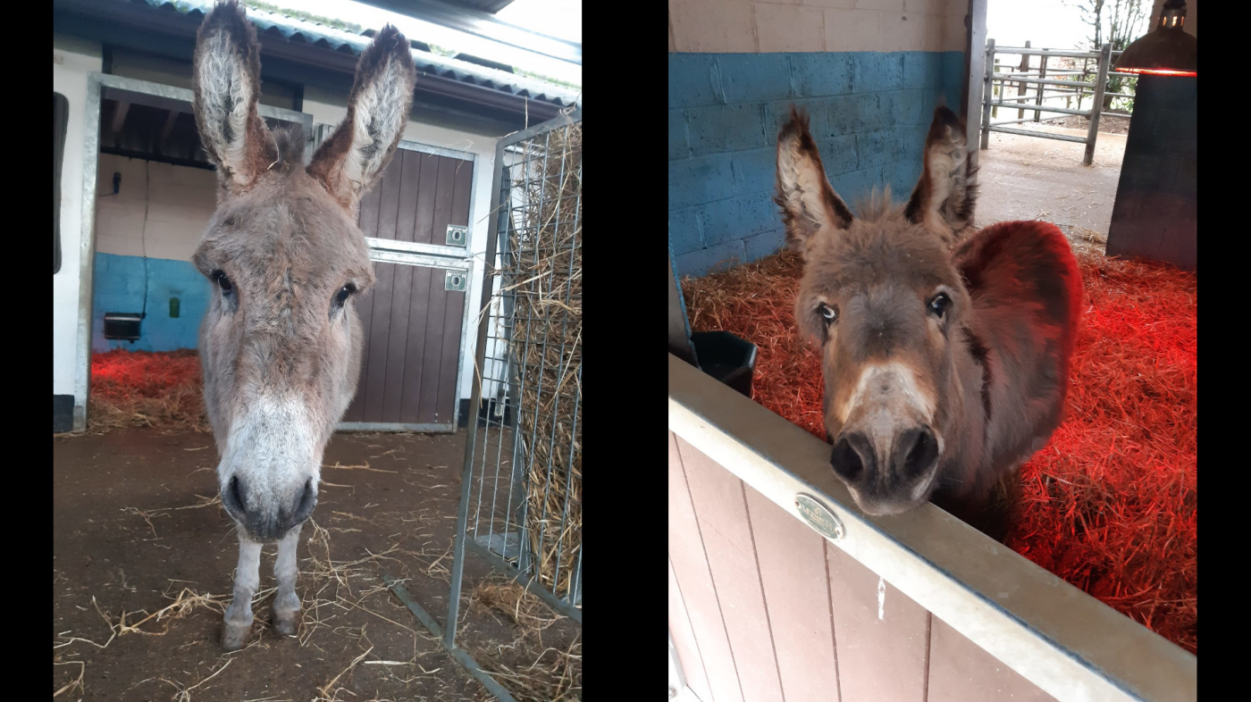 Patricia and Lilybee are now safe and loved as they wait to find a new home
