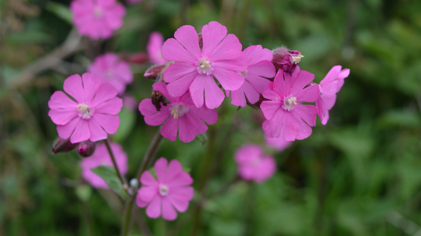 Red Campion cluster, Wildflowers at Sidmouth