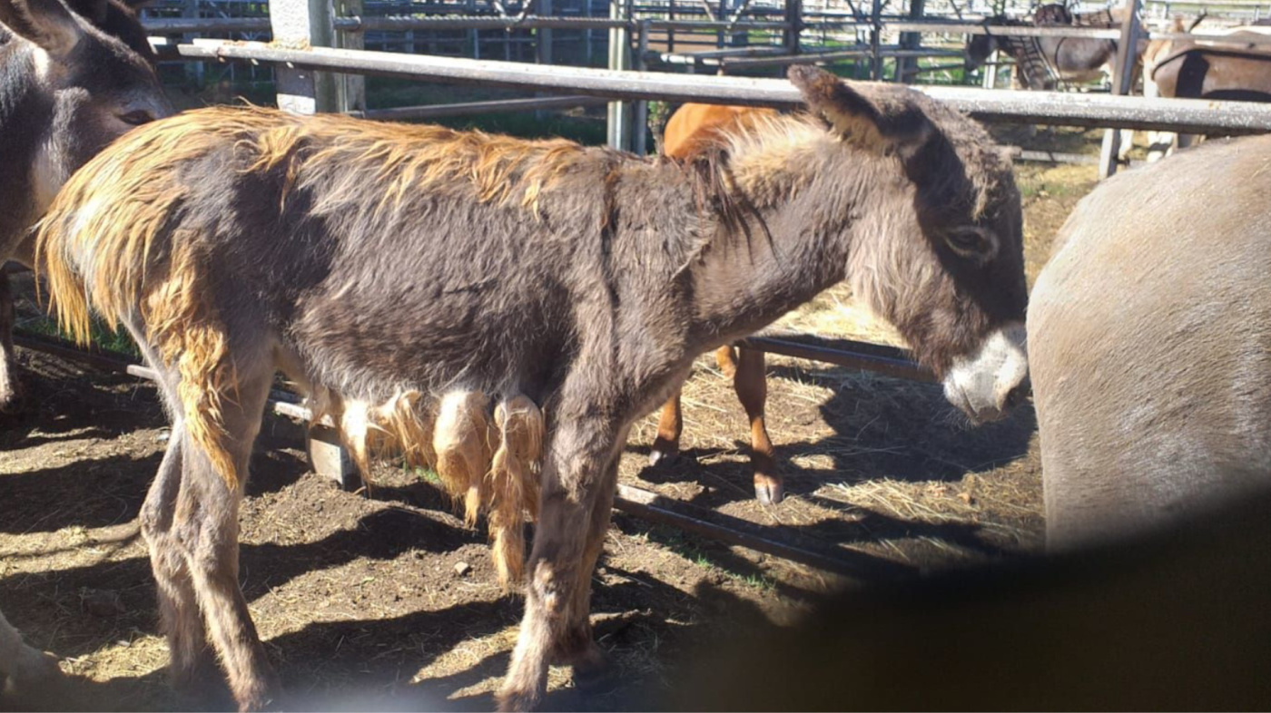 Donkey with patchy coat after rescue, South Africa NSPCA
