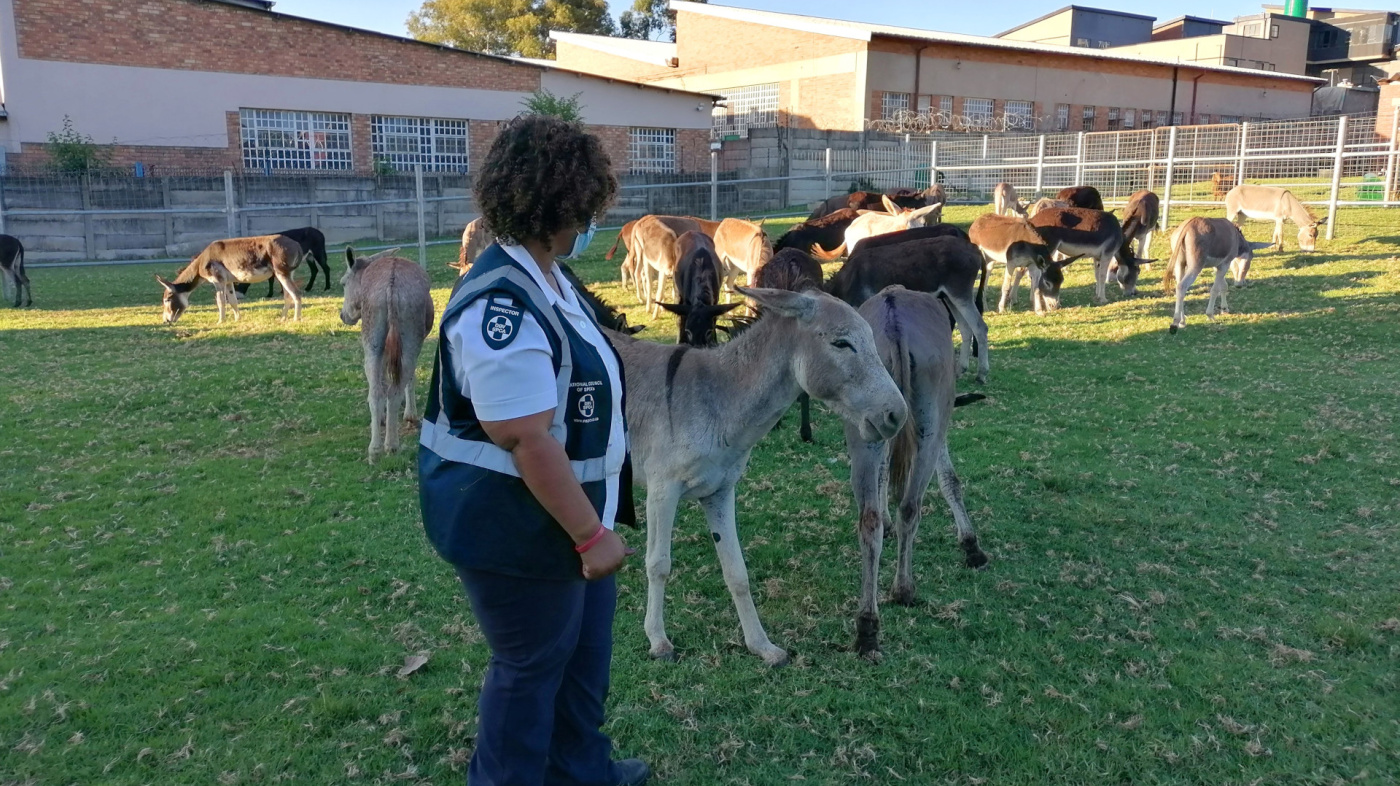 Donkeys at NSPCA safe facility, South Africa NSPCA