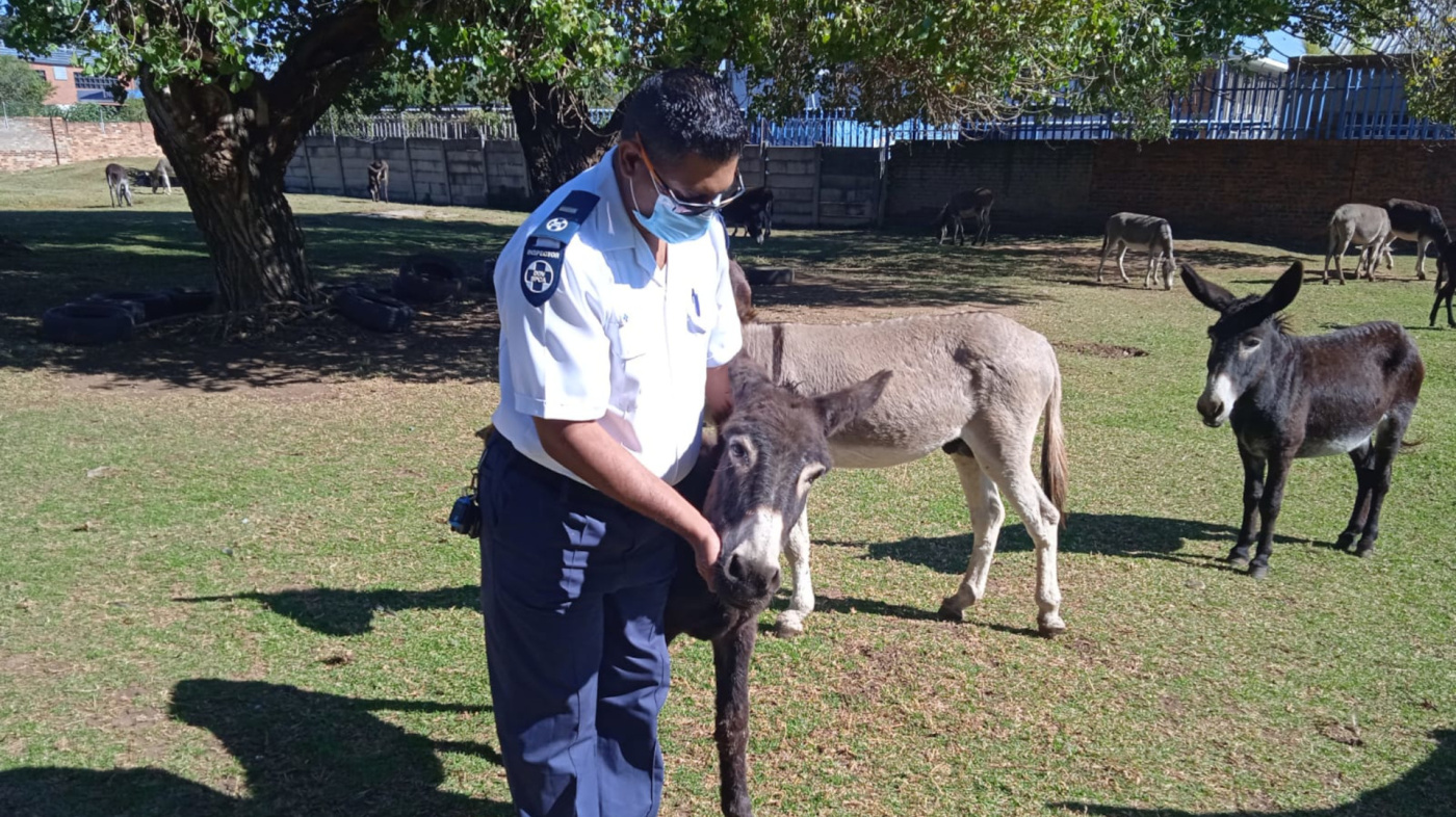 Officer with rescued donkeys, South Africa NSPCA
