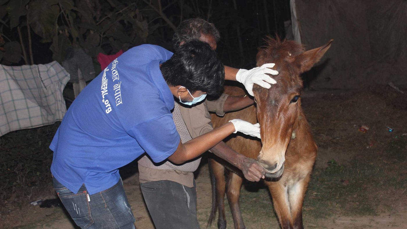 Animal Nepal worker carrying out welfare assessment on mule. Credit: Animal Nepal