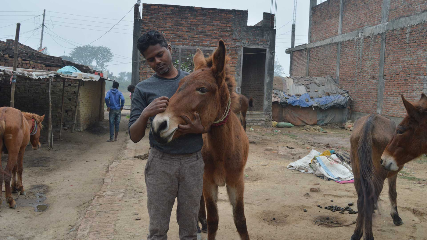 Away from the brick kilns, an owner stands with his mule. Credit: Animal Nepal