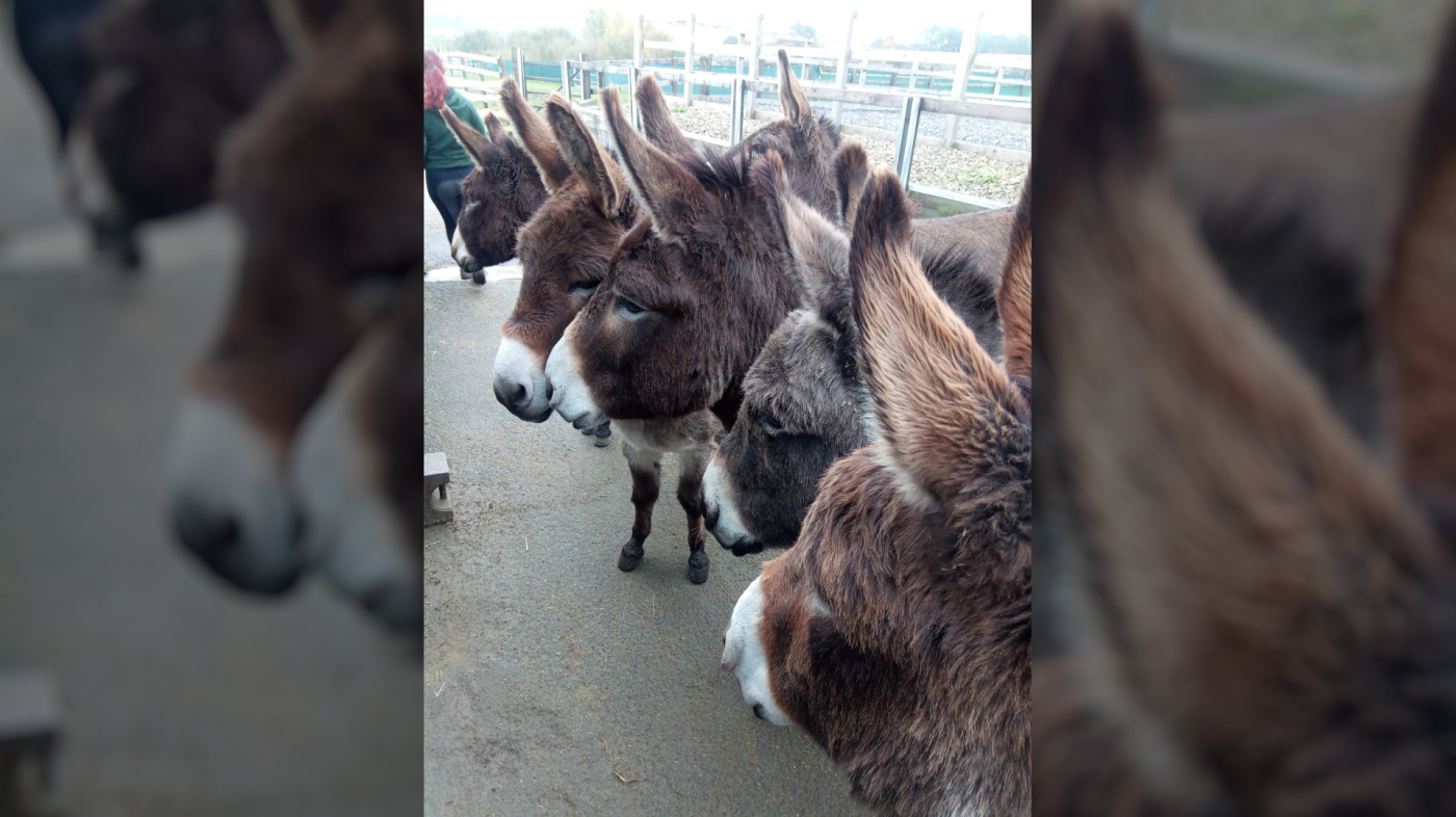 Bleakholt Animal Sanctuary donkeys