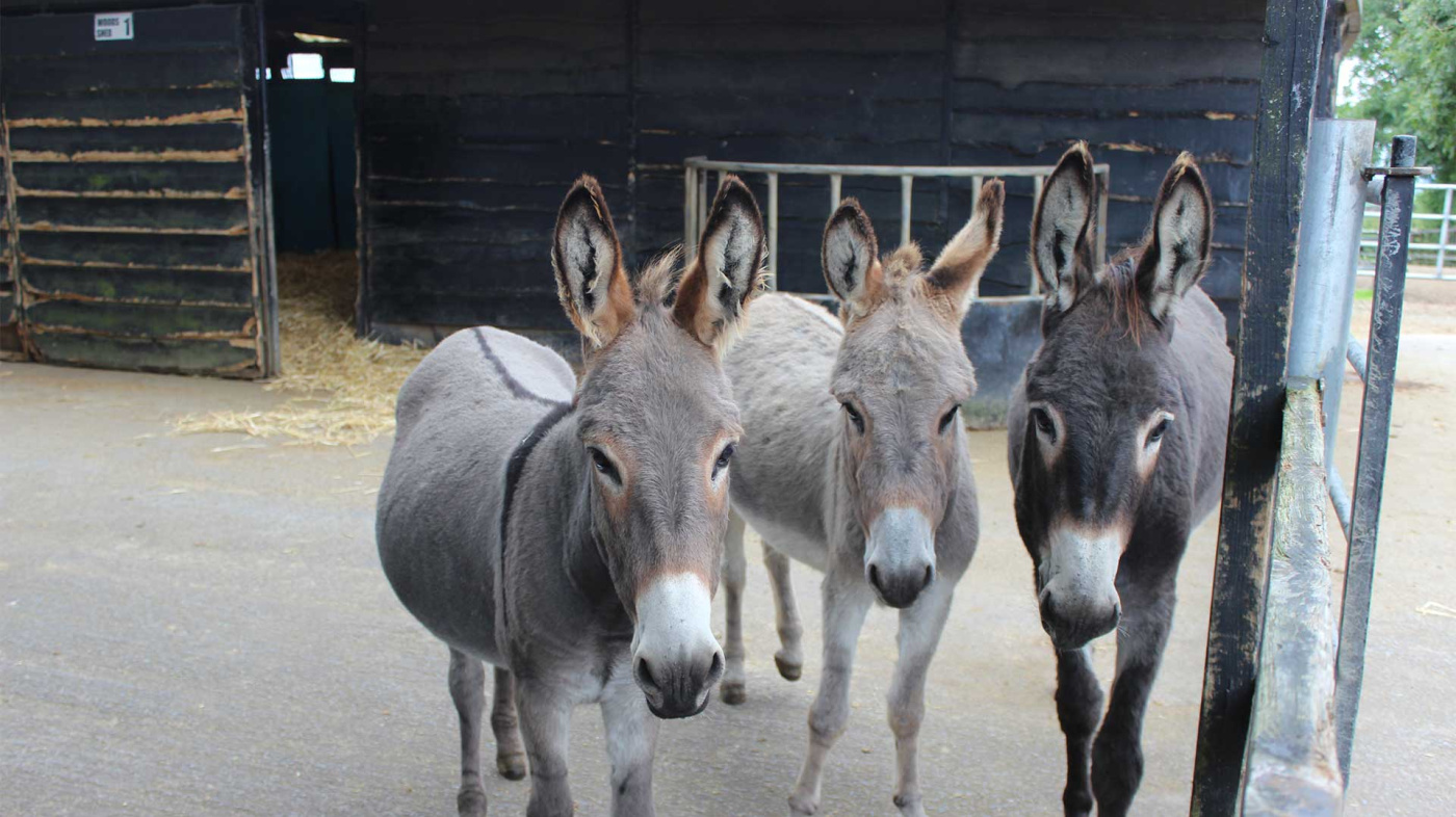 Lilybee, Patricia and Lockie at The Donkey Sanctuary Ireland