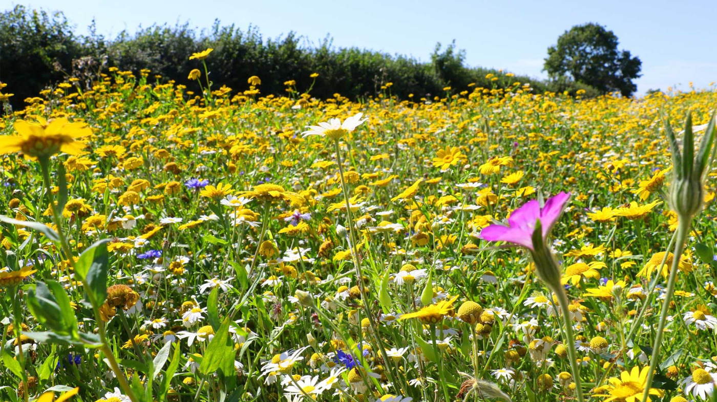 Wildflowers in bloom at The Donkey Sanctuary Sidmouth