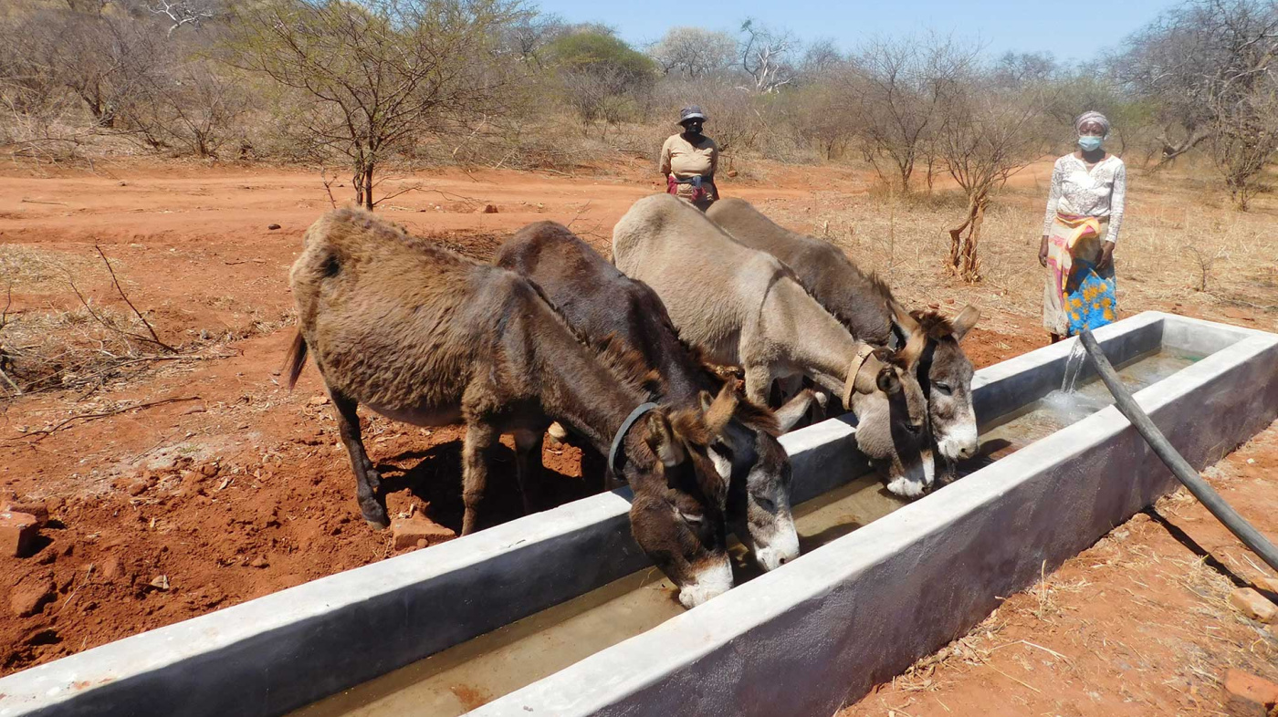 Donkeys drinking from The Donkey Sanctuary funded water point (credit: WLZ)