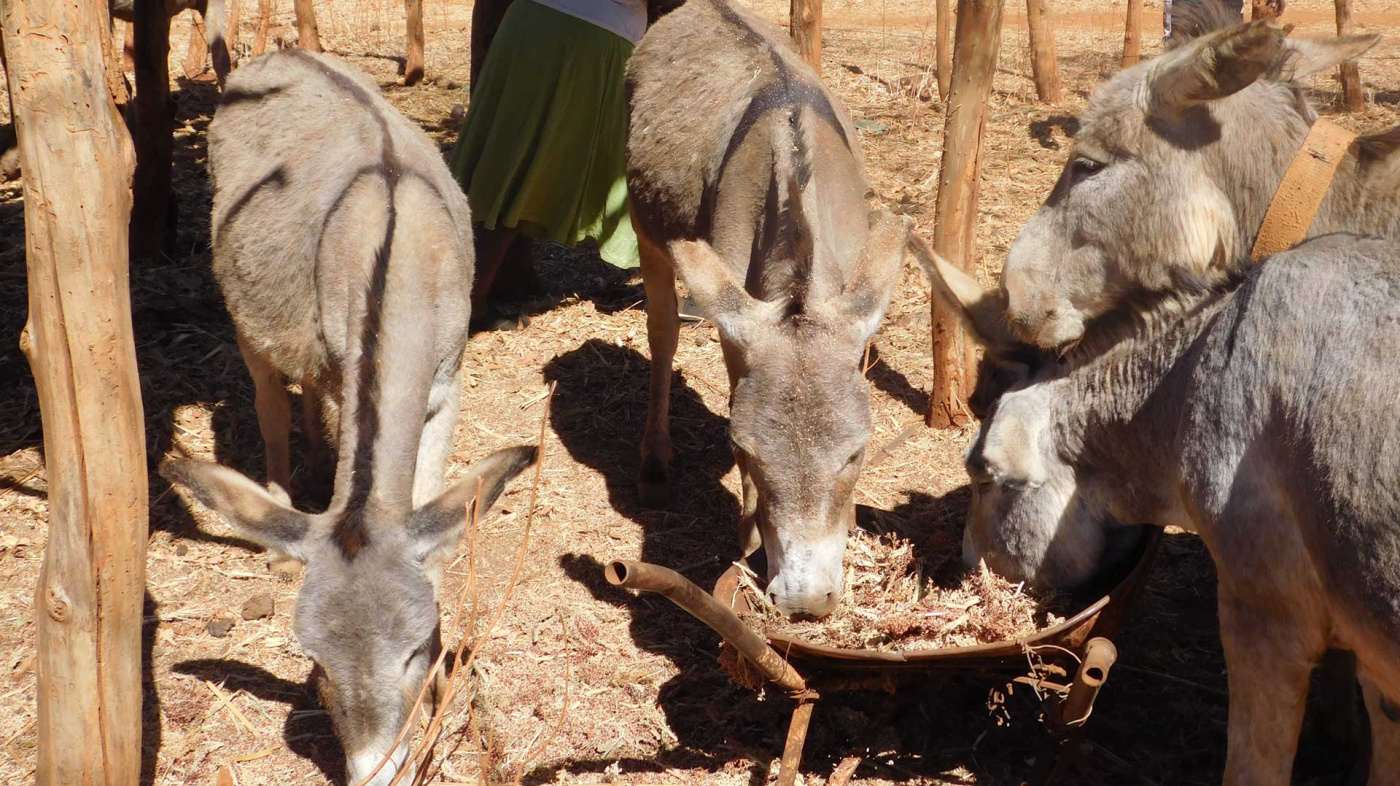 Donkeys eating feed from drought resistant crops